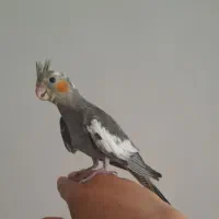 جوجه عروس هلندی و ماده بالغ