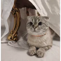 گربه نر اسکاتیش