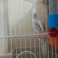 یک عدد عروس هلندی باقفس