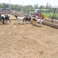 بز شیرا درجه یک
