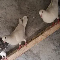 شازده سرور نر مست، جفت سفید پرشی