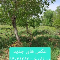 باغ انگور|فروش زمین و ملک کلنگی|تهران, بریانک|دیوار