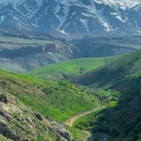 یونجه
