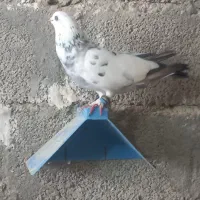 کبوتر بالارو  ساعتی