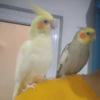 جفت عروس هلندی تخم گذار