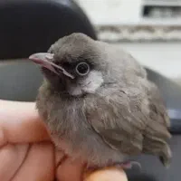 قناری