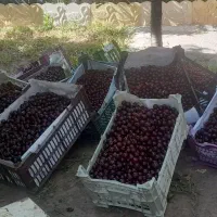 آلبالو مرشون