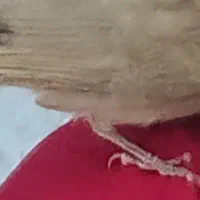 جوجه قناری نر‌ شاه با قفس