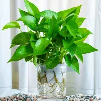 فروش گلدان کوچک پتوس ریشه دار