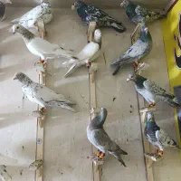کفتر بوم