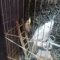 عروس هلندی
