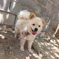 سمیرم|سگ|سمیرم, |دیوار