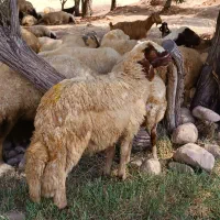 شیشک قوچ سنجابی اصیل