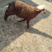 بره