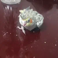 جوجه عروس هلندی