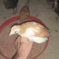 فروش جوجه کوچیک متوسط بزرگ محلی اصلی