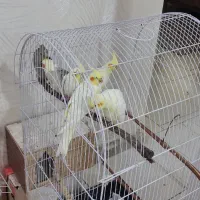 عروس هلندی یک ماهه و دوماهه