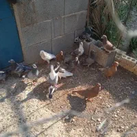 دسته کبوتر