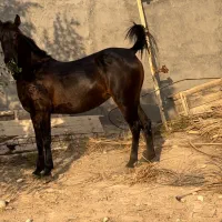 مادیون کورد دمگیر در قدم دم پرچ