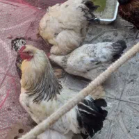 تعدادی مرغ و خروس