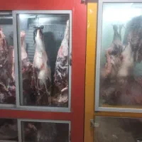 گوشت گوسفند وگوساله گشتار روز..ارسال رایگان همدان