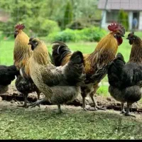 جوجه یک روزه لاکندزی