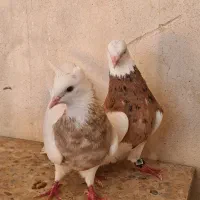 طوق زرد خال سیاه فوق عطیقه