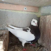 کبوتر ماده
