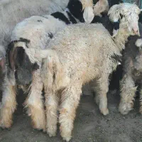 بره نر|حیوانات مزرعه|کیار, |دیوار