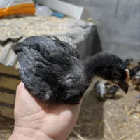 جوجه ۴۵ روزه