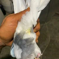 کفترغریب گیری