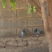 یک جفت پلاکی نر ماده