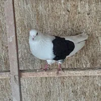 کبوتر