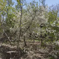 اجاره-باغ-میوه-آبی-خاکی