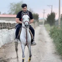 اسب|اسب و تجهیزات اسب‌سواری|لنجان, |دیوار
