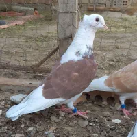 جوانه دوبال