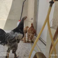 دوعدد خروس یک عدد مرغ برهما
