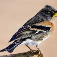 سهره برفی - ببری - دمگاه سفید