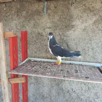 کبوتر