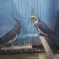 پرنده