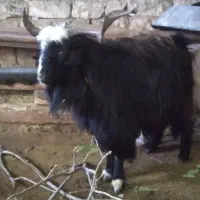 ساورین فول گوشت