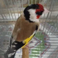 سهره دهن زن