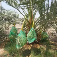 اجاره نخل ثمری