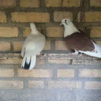 پرنده کفتر کبوتر