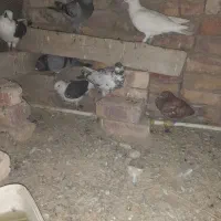 کفتر
