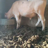 گوساله نر
