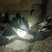 کبوتر تهران و المان خوب پرشی