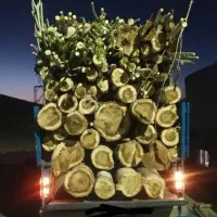 خرید همه نوع چوب تر وخشک به صورت نقدی