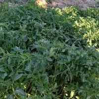 نشاء گوجه فرنگی (شتیل)