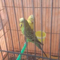 مرغ عشق انگلیسی معاوضه